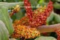 carob tree